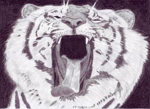 Tigre rugissant !